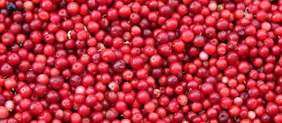 cranberries biteme nutrition